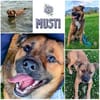 MUSTI * sportlicher Wanderbegleiter