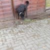 Sensible Seele sucht hundeerfahre Mensch