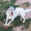 Rocco, Rüde sucht neue Familie