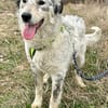 Rocco, Rüde sucht neue Familie