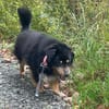 PAW liebenswerter kleiner Seniorrüde
