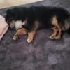 PAW liebenswerter kleiner Seniorrüde