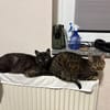 MORTI & LOKI