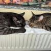 MORTI & LOKI