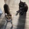 MORTI & LOKI