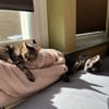 MORTI & LOKI