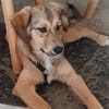 Süße Bella sucht liebevolles Zuhause
