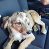 Süße Bella sucht liebevolles Zuhause