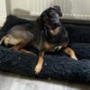 Aktive und verständie Hundeleute gesucht