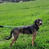 Aktive und verständie Hundeleute gesucht