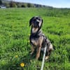 Aktive und verständie Hundeleute gesucht