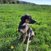 Aktive und verständie Hundeleute gesucht