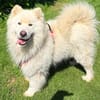 Samojedenrüde Ludo