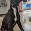Welpenjunge CHICO  ein Traumhund!