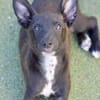 Welpenjunge CHICO  ein Traumhund!
