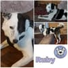RUBY -ruhige & etwas unsichere Hündin-