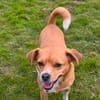 Lumie - agiler Wirbelwind sucht Zuhause