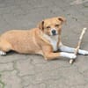 Lumie - agiler Wirbelwind sucht Zuhause