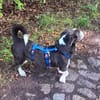 MAYBRITT * Hundedame mit Charme