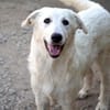 Möchten Sie Atene adoptieren?