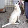 Möchten Sie Atene adoptieren?