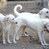 Möchten Sie Atene adoptieren?