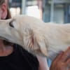 Shiro sucht seine Familie