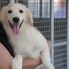 Shiro sucht seine Familie