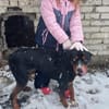 Tobi der kinderfreundliche Rüde