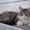 Daisy - unkomplizierte Traumkatze