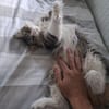 Daisy - unkomplizierte Traumkatze