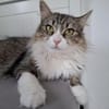 Daisy - unkomplizierte Traumkatze