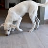 Ombretta sucht Familienanschluss