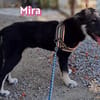 Mira - verspielt und freundlich