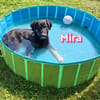 Mira - verspielt und freundlich