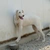 Desdemona sucht ihr eigenes Zuhause