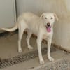 Desdemona sucht ihr eigenes Zuhause
