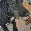 Pearl sucht dringend eine PS oder Endstelle