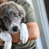 Ortensia sucht passendes Körbchen