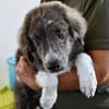 Ortensia sucht passendes Körbchen