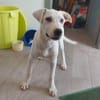 Geben Sie Artemis eine Chance?