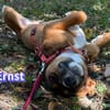 Ernst - neugierig, verspielt, freundlich