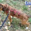 Ernst - neugierig, verspielt, freundlich