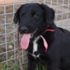 Sylvester - lieber Hundejunge