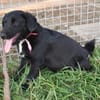 Sylvester - lieber Hundejunge