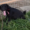 Sylvester - lieber Hundejunge