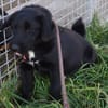 Sylvester - lieber Hundejunge