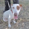 Lucette (en cours d'adoption)