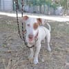Lucette (en cours d'adoption)