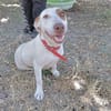 Lucette (en cours d'adoption)
